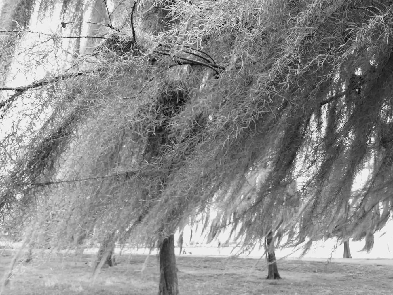 Lake End Park, Morgan City, spanish moss