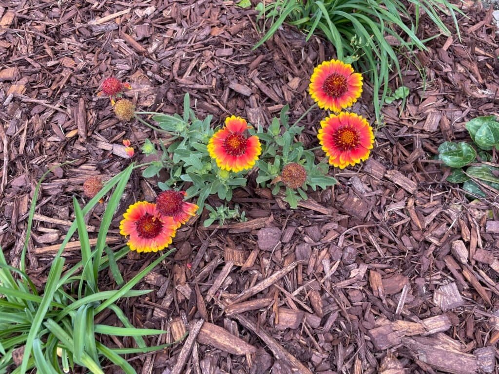 Basking In The Beauty of Flowers 3