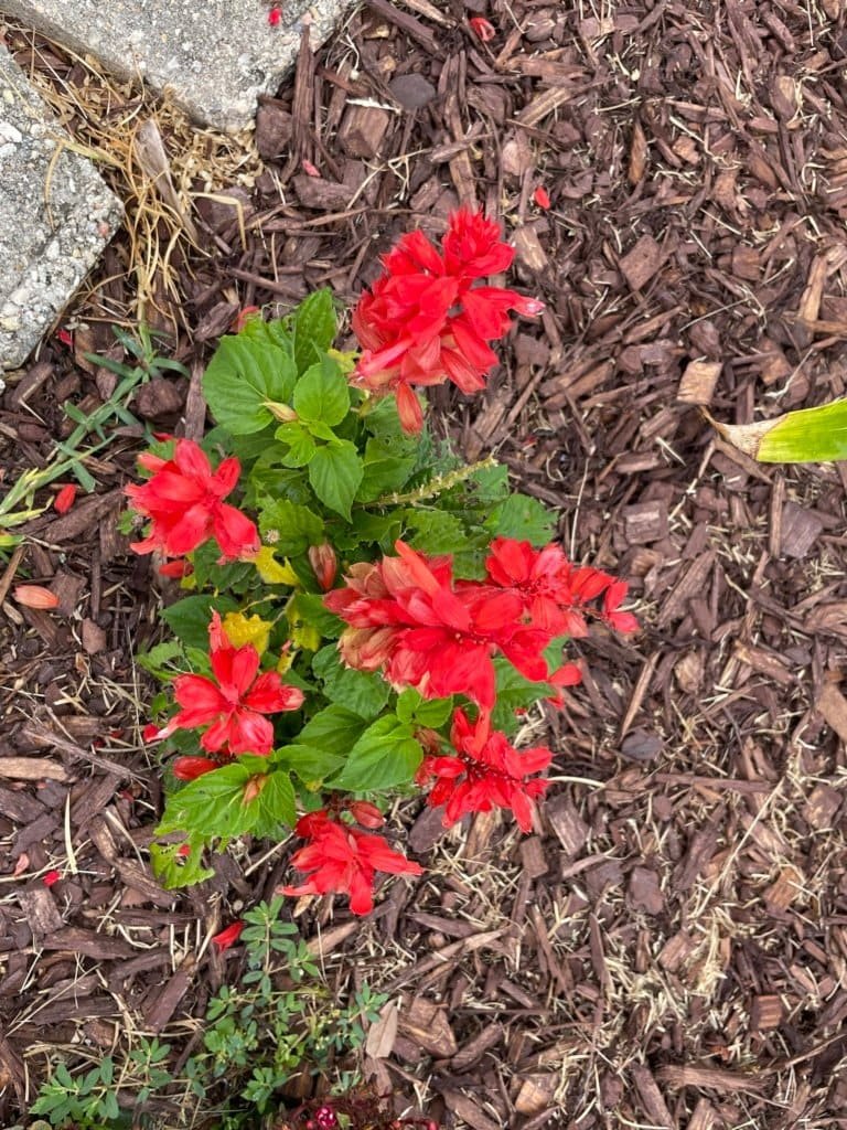 Basking In The Beauty of Flowers 7