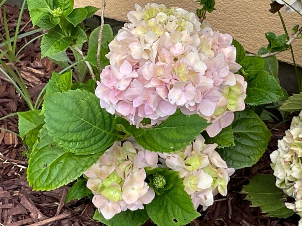 Basking In The Beauty of Flowers 5