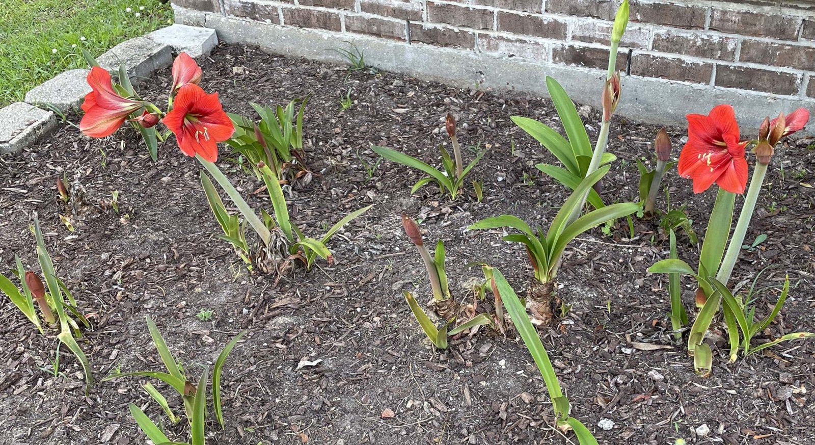 Amaryllis flowers